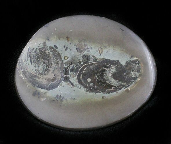 Polished Fish Coprolite (Fossil Poo) - Scotland #24535